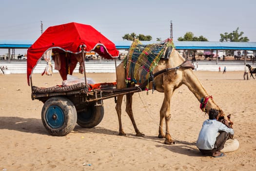 PUSHKAR, INDIA - NOVEMBER 20, 2012: Camel taxi for tourists at Pushkar camel fair (Pushkar Mela) - annual five-day camel and livestock fair, one of world's largest camel fairs and tourist attraction