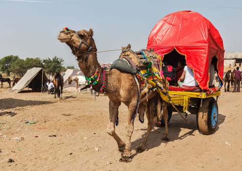 PUSHKAR, INDIA - NOVEMBER 20, 2012: Camel taxi for tourists at Pushkar camel fair (Pushkar Mela) - annual camel and livestock fair, one of the world's largest camel fairs and tourist attraction