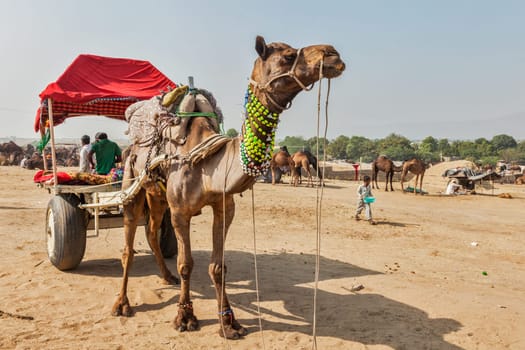 PUSHKAR, INDIA - NOVEMBER 20, 2012: Camel taxi for tourists at Pushkar camel fair (Pushkar Mela) - annual camel and livestock fair, one of the world's largest camel fairs and tourist attraction