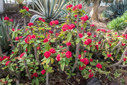 Christusdorn (Euphorbia milii) - blühende Pflanze im botanischen Garten, Maspalomas, Gran Canaria, Spanien