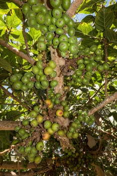 Feigenbaum (Ficus racemosa) mit Früchten im botanischen Garten, Maspalomas, Gran Canaria, Spanien