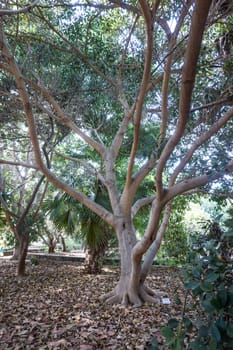 Langblättrige Feige (Ficus binnendijkii) im botanischen Garten, Maspalomas, Gran Canaria, Spanien