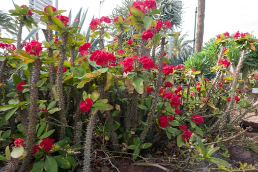 Christusdorn (Euphorbia milii) - blühende Pflanze im botanischen Garten, Maspalomas, Gran Canaria, Spanien