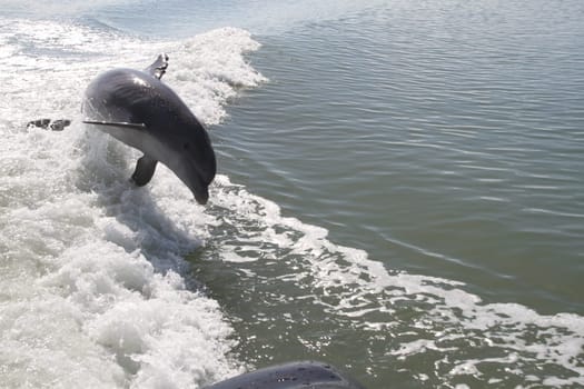 Dolphins swimming and playing in the ocean water in Florida.