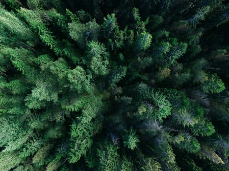 Shooting from a quadcopter top view of a dense green coniferous forest
