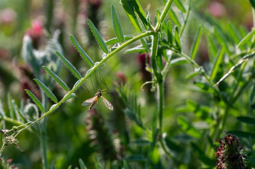 Big cranefly in the green nature on a plant