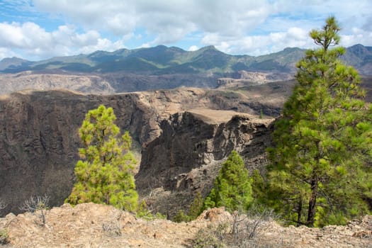 Canarian pine ( Pinus canariensis ) on a mountain on the island of Gran Canaria in Spain