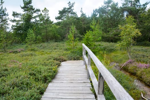 Black moor in the Rhoen, Bavaria, Germany, in autumn with a new moor path