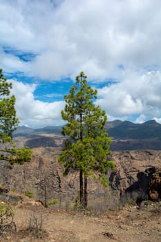 Canarian pine ( Pinus canariensis ) on a mountain on the island of Gran Canaria in Spain, with blue sky and clouds