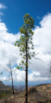 Canarian pine ( Pinus canariensis ) on a mountain on the island of Gran Canaria in Spain, with blue sky and clouds