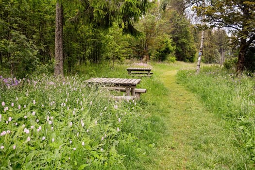 Park bench and table in green nature with trees and flower meadow