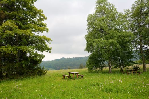 Park bench and table in green nature with trees and flower meadow
