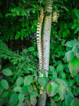 Curious snapshot of spine with skull suspended in tree  of a deer in Bavaria in the summer of 2023.