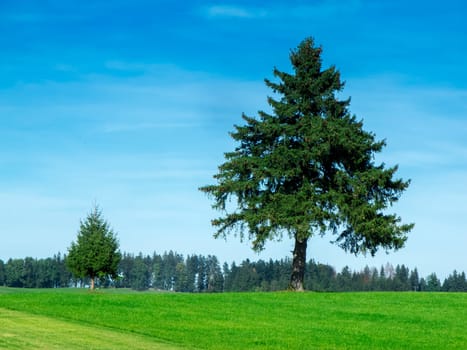 Two isolated spruce trees (Latin: Picea abies) in a meadow in the Allgäu in front of a blue sky with light veiled clouds.