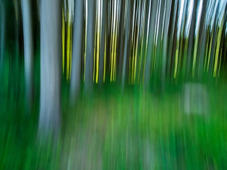 Experimental photography with long exposure and camera movement in the forest.