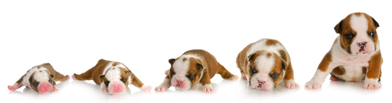 puppy growth - english bulldog puppy at one day, one week, two weeks, three weeks and four weeks of age