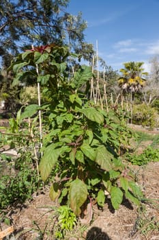 Fuchsschwanz,Amaranth (Amaranthus spec.) im botanischen Garten, Maspalomas, Gran Canaria, Spanien