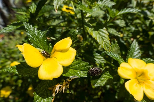Turnera Ulmifolia - gelb blühende Zierpflanze mit Trauer-Rosenkäfer (Oxythyrea funesta), Maspalomas, Gran Canaria, Spanien