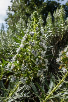 weiss blühender Natternkopf (Echium spec.) im botanischen Garten, Maspalomas, Gran Canaria, Spanien
