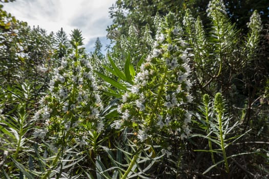 weiss blühender Natternkopf (Echium spec.) im botanischen Garten, Maspalomas, Gran Canaria, Spanien