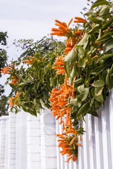 Feuerranke, Feuerbignonie (Pyrostegia venusta), auch Flammenwein oder Korallenwein - blühende Hecke, Maspalomas, Gran Canaria, Spanien