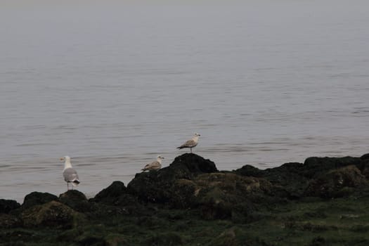 A stone coast with wild seagulls and the ocean in the background
