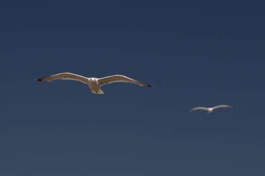 The European herring gull (Larus argentatus) is a large gull. One of the best known of all gulls along the shores of western Europe, it was once abundant.