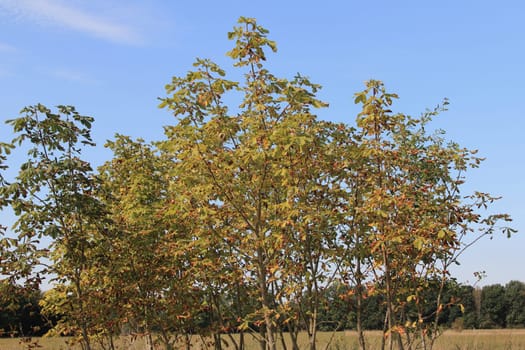 The genus Aesculus, with varieties called buckeye and horse chestnut, comprises 13–19 species of flowering plants in the soapberry and lychee family, Sapindaceae.