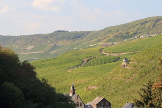 Vineyard in the summer, with blue sky and clouds in background