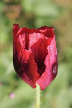Papaver is a genus of 70–100 species of frost-tolerant annuals, biennials, and perennials native to temperate and cold regions of Eurasia, Africa and North America