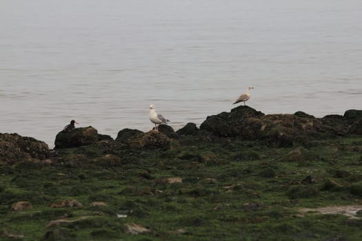 A stone coast with wild seagulls and the ocean in the background