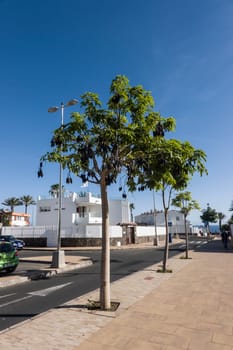 Pappelblättriger Brachychiton oder Kurrajong-Flaschenbaum (Brachychiton populneus) - belibter Strassenbaum auf den Kanaren, Maspalomas, Gran Canaria, Spanien