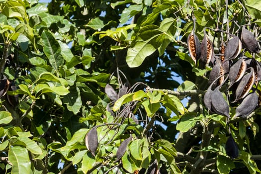 Pappelblättriger Brachychiton oder Kurrajong-Flaschenbaum (Brachychiton populneus) - belibter Strassenbaum auf den Kanaren, Maspalomas, Gran Canaria, Spanien