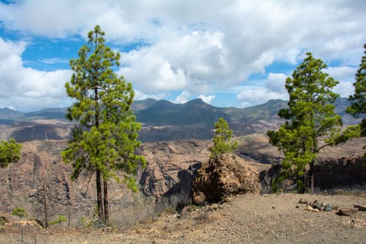 Canarian pine ( Pinus canariensis ) on a mountain on the island of Gran Canaria in Spain