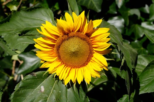 Sunflower, Flower, Blossom, Germany, Europe