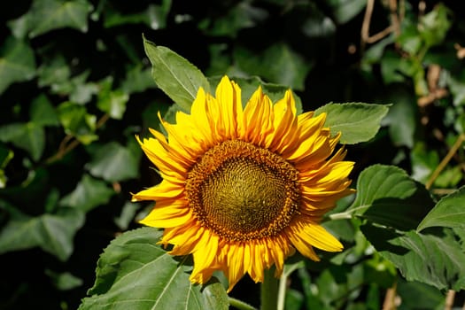 Sunflower, Flower, Blossom, Germany, Europe