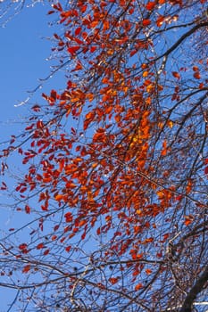 Colorful autumn leaves on a copper beech , Germany