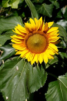 Sunflower, Flower, Blossom, Germany, Europe