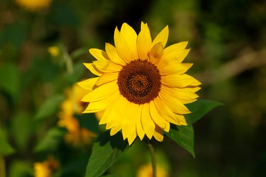 Sunflower, Flower, Blossom, Germany, Europe
