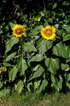 Sunflower, Flower, Blossom, Germany, Europe