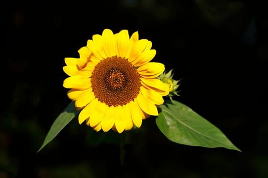 Sunflower, Flower, Blossom, Clipping, Black background, Germany