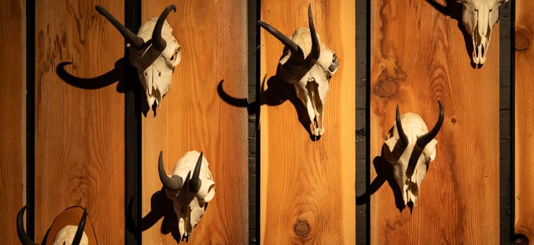 Animal skulls background. Animal bone and head, scary skeletons, hunting trophy