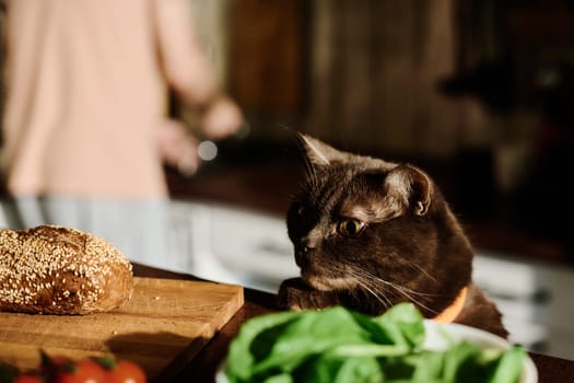 Cute purebred cat standing by kitchen table and looking at fresh homemade bread on wooden board in front of camera