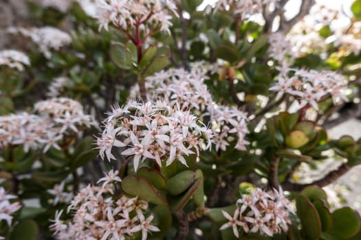 blühender Geldbaum (Crassula ovata), auch Pfennigbaum im Blumentopf, Fataga, Gran Canaria, Spanien