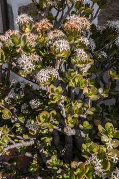 blühender Geldbaum (Crassula ovata), auch Pfennigbaum im Blumentopf, Fataga, Gran Canaria, Spanien