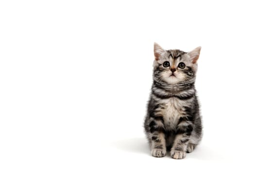 Fluffy purebred gray kitten on a white isolated background. High quality photo