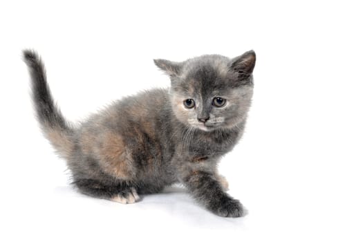 Fluffy purebred gray kitten on a white isolated background. High quality photo