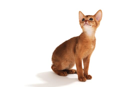 Abyssinian red kitten on a white isolated background. High quality photo