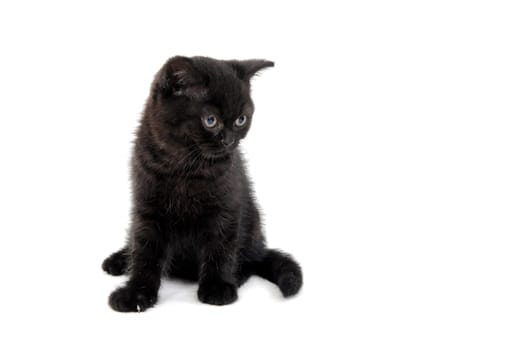 fluffy purebred black kitten sits sideways on an isolated background. High quality photo