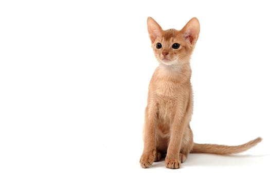 ginger purebred kitten sits on an isolated white background. High quality photo